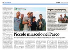 Falco pescatore: successo riproduttivo anche per il 2013!