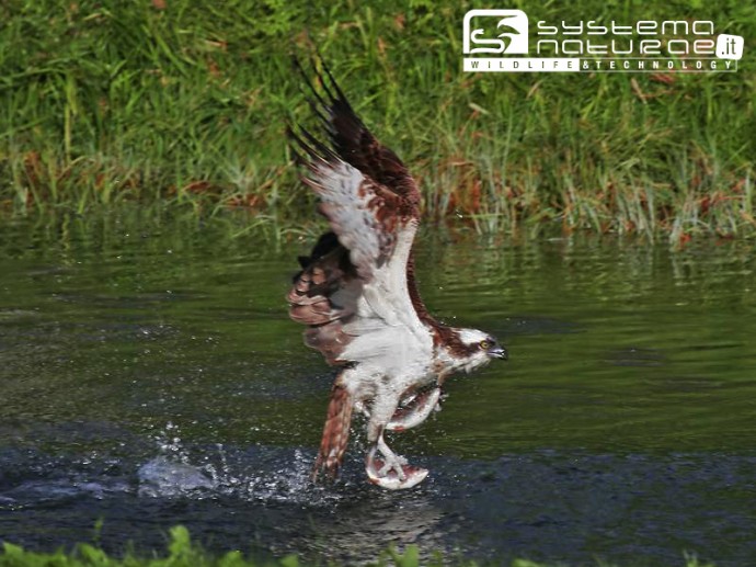 Al via la stagione riproduttiva del Falco pescatore